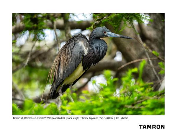 Анонсирован объектив Tamron 50-300mm F/4.5-6.3 Di III VC VXD для Sony