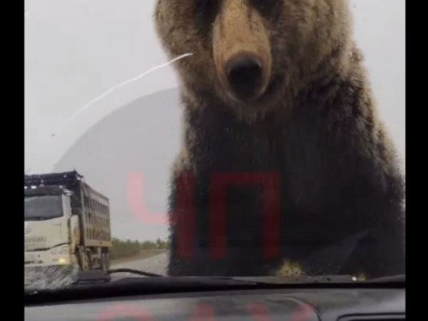 На Сахалине медвежонок изучал остановившийся на трассе автомобильВодитель терпеливо ждал, пока зверь удовлетворит любопытство и слезет с капота.