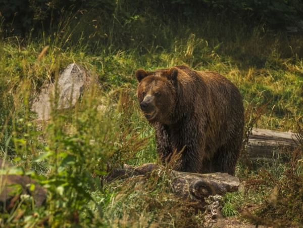 Медвежьи следы обнаружили в Топкинском районеВ Кузбассе медведь вышел к населенному пункту и исследовал берег реки.