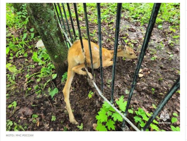 В чувашском городке Канаш косулю «поймал» забор в паркеПроскользнуть между прутьев ограды косуля не смогла, ей пришлось ждать приезда спасателей.