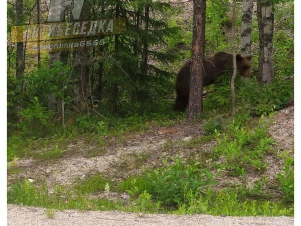 В Карелии тревожно  — к дачам вышел крупный медведьМедведя внушительных размеров увидели рядом с дачным товариществом «Родник».