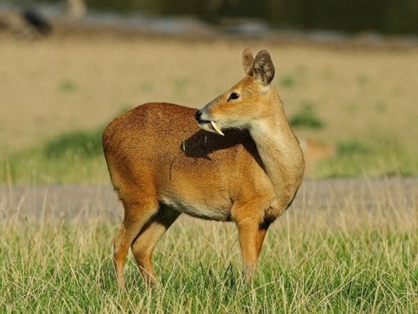 На Сахалине краснокнижная кабарга проинспектировала дачный участокРедкое для этих мест животное оказалось рядом с домом и попало в объектив камеры.