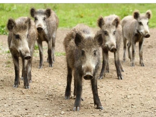 В Ленобласти призвали остерегаться кабаних с детенышамиКабаны продолжают набирать жировую массу и выращивать потомство.