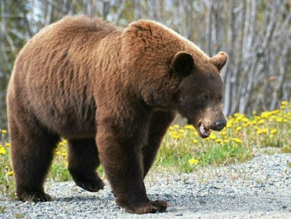 В Кузбассе нейтрализуют медведя, вышедшего к дачному кооперативуМедведя заметили три дня назад у поселка Чистая Грива и СНТ «Облепиха».