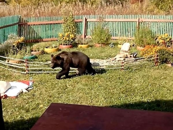 В пригороде Новокузнецка медведь пытался проникнуть в дачный домВ Кузбассе с территории дачного кооператива «Цементник-2» три дня пытались прогнать обратно в лес медведя.