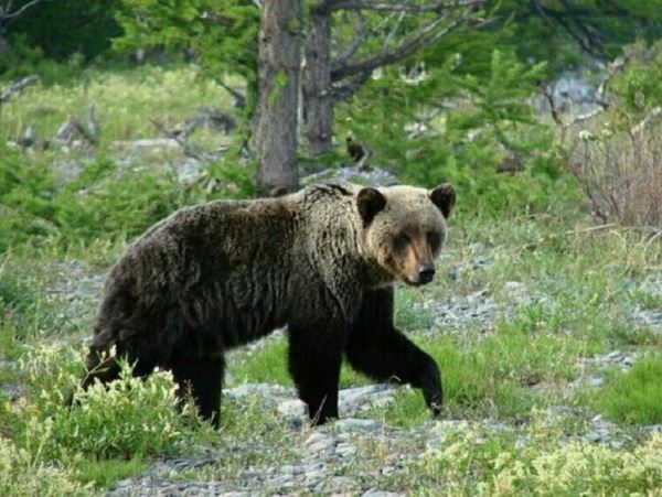 Медведь снова появился в Иркутской области и съел мертвого коняТревогу забили после того как косолапого заметили в районе СНТ «Надежда» в 4 км от Иркутска еще 11 июня.