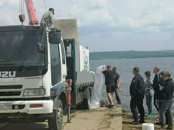 В озеро Иван выпустили молодь пелядиЗарыбление состоялось по плану компенсационных мероприятий под контролем специалистов Ангаро-Байкальского ТУ Росрыболовства. Всего было выпущено около 303,2 тыс. экз. молоди пеляди.